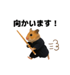 ハムさん剣道はじめました（個別スタンプ：5）