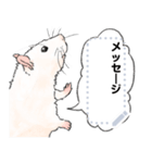 ファンシーラットのメッセージスタンプ2（個別スタンプ：1）