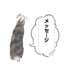 ファンシーラットのメッセージスタンプ2（個別スタンプ：10）