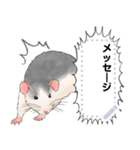 ファンシーラットのメッセージスタンプ2（個別スタンプ：11）