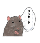 ファンシーラットのメッセージスタンプ2（個別スタンプ：12）