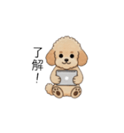 仕事で使いやすいトイプー(アプリコット)（個別スタンプ：3）