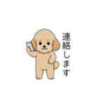 仕事で使いやすいトイプー(アプリコット)（個別スタンプ：11）