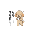 仕事で使いやすいトイプー(アプリコット)（個別スタンプ：24）