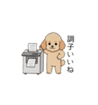 仕事で使いやすいトイプー(アプリコット)（個別スタンプ：30）