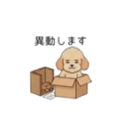 仕事で使いやすいトイプー(アプリコット)（個別スタンプ：36）
