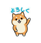 いつも一緒のまるしばフレンズ（個別スタンプ：1）