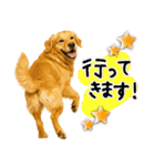 ゴールデンレトリバー★使える♪家族連絡（個別スタンプ：1）