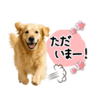 ゴールデンレトリバー★使える♪家族連絡（個別スタンプ：2）