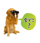 ゴールデンレトリバー★使える♪家族連絡（個別スタンプ：3）