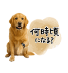ゴールデンレトリバー★使える♪家族連絡（個別スタンプ：4）