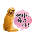 ゴールデンレトリバー★使える♪家族連絡（個別スタンプ：5）