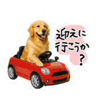 ゴールデンレトリバー★使える♪家族連絡（個別スタンプ：6）