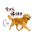 ゴールデンレトリバー★使える♪家族連絡（個別スタンプ：7）