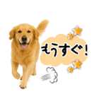 ゴールデンレトリバー★使える♪家族連絡（個別スタンプ：8）