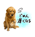 ゴールデンレトリバー★使える♪家族連絡（個別スタンプ：9）