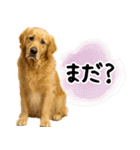 ゴールデンレトリバー★使える♪家族連絡（個別スタンプ：10）