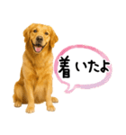 ゴールデンレトリバー★使える♪家族連絡（個別スタンプ：11）