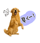 ゴールデンレトリバー★使える♪家族連絡（個別スタンプ：12）