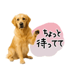 ゴールデンレトリバー★使える♪家族連絡（個別スタンプ：13）