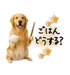 ゴールデンレトリバー★使える♪家族連絡（個別スタンプ：14）