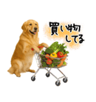 ゴールデンレトリバー★使える♪家族連絡（個別スタンプ：15）