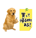 ゴールデンレトリバー★使える♪家族連絡（個別スタンプ：16）