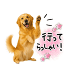 ゴールデンレトリバー★使える♪家族連絡（個別スタンプ：17）