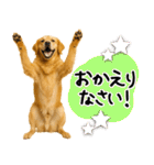 ゴールデンレトリバー★使える♪家族連絡（個別スタンプ：18）