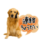 ゴールデンレトリバー★使える♪家族連絡（個別スタンプ：19）
