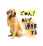 ゴールデンレトリバー★使える♪家族連絡（個別スタンプ：20）