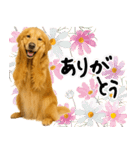 ゴールデンレトリバー★使える♪家族連絡（個別スタンプ：22）