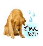 ゴールデンレトリバー★使える♪家族連絡（個別スタンプ：23）