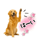 ゴールデンレトリバー★使える♪家族連絡（個別スタンプ：24）