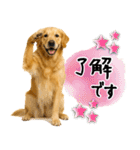 ゴールデンレトリバー★使える♪家族連絡（個別スタンプ：25）