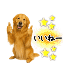 ゴールデンレトリバー★使える♪家族連絡（個別スタンプ：26）