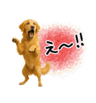 ゴールデンレトリバー★使える♪家族連絡（個別スタンプ：27）