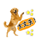 ゴールデンレトリバー★使える♪家族連絡（個別スタンプ：28）