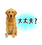 ゴールデンレトリバー★使える♪家族連絡（個別スタンプ：29）