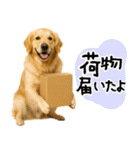 ゴールデンレトリバー★使える♪家族連絡（個別スタンプ：30）