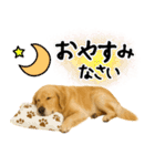 ゴールデンレトリバー★使える♪家族連絡（個別スタンプ：32）