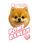 ポメちゃんの癒まくりスタンプ♡（個別スタンプ：1）