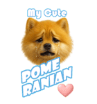 ポメちゃんの癒まくりスタンプ♡（個別スタンプ：3）