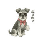 シュナウザー好きな人のための日常スタンプ（個別スタンプ：1）