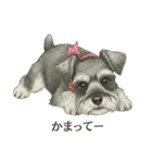 シュナウザー好きな人のための日常スタンプ（個別スタンプ：3）