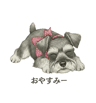 シュナウザー好きな人のための日常スタンプ（個別スタンプ：10）