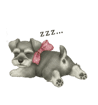シュナウザー好きな人のための日常スタンプ（個別スタンプ：13）