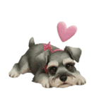 シュナウザー好きな人のための日常スタンプ（個別スタンプ：15）
