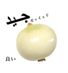 国産玉ねぎ【アラビア語】2（個別スタンプ：14）