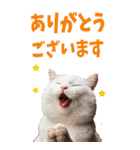 でか文字☆にゃんこ（個別スタンプ：3）
